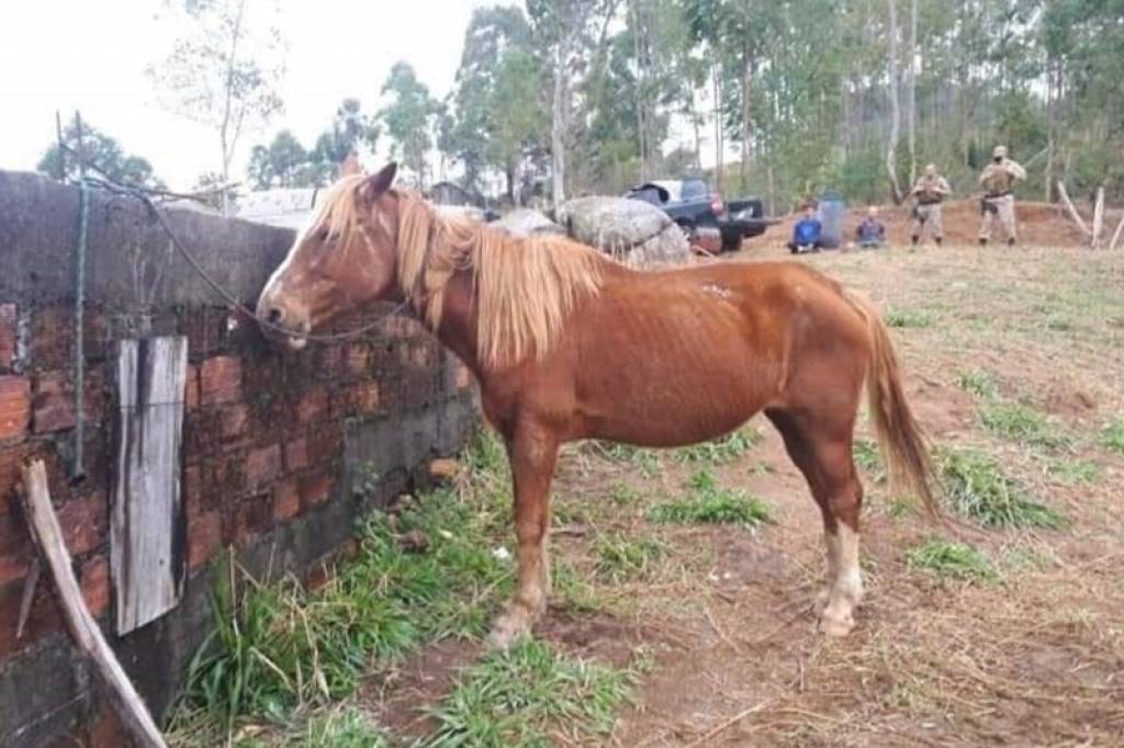 Três pessoas são presas por matar cavalo para comer em SC